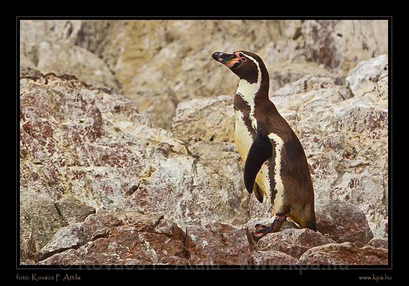 Ballestas Islands 015.jpg